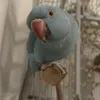 bibobabyboyringneck