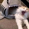 felix_the_kat