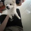 tiktoklacon