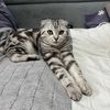 bafficat_