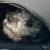 pomeranian9414