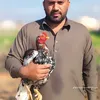 farasat.mirza