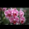 helen.helen984