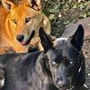 wolf.dogs4