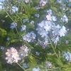 blueberry_muffin503