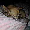 bella_is_a_bit3h