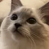 iamamillyonaire