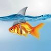 sharkedyy
