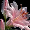 q_fleur