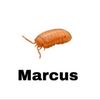 marcusdabug