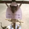 tailocqualo