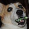 greenwaffle3