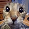 eyedoprl