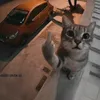 chilldude539