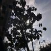 cintasabrina6