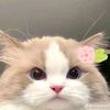 kokoq8443