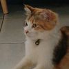 kentumbar_