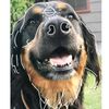 willow_1473