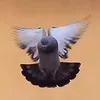 gato_el_cazador_