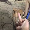 awwwngeri