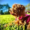 penny_cleo_goldendoodle