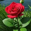 asenat5896