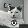 kitler_meow28