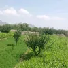 m.wazir574