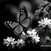 rosepatel812