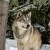 wolf.lupo.solitar