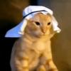 Arab Cat Daily