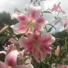 auroraa_731