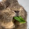 nom_nom_piggies