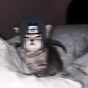 renzoderpo