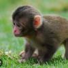 Baby Monkey Pika