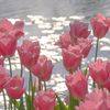 rosy1_45