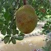 nhutduynguyen07