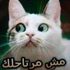 lolosehs4