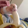 vhgyamateicuicu