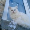 nzrova_53