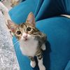 cat_love2149