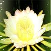 safaruddin.uddin8