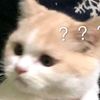 sigma_cat_sha