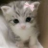 jazzy112022