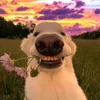 erniehewitt