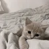 villewj