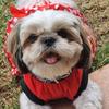 appa_theshihtzu