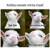 rubah.senja