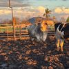 delgado.ranch