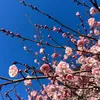 tokyobliss25